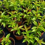 Vajgela kvetnatá (Weigela florida) ‘BRISTOL RUBY’ - výška 20-40 cm, kont. C2L